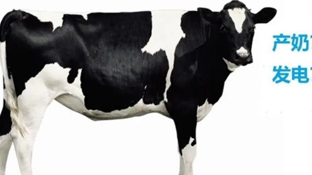 牛糞也能發(fā)電！全國(guó)最大單體生物質(zhì)RNG熱電項(xiàng)目投產(chǎn)